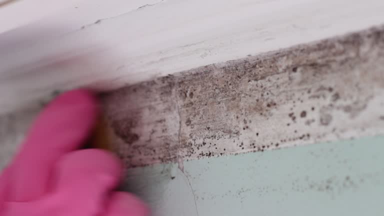 Professional Mold Removal in Brookville, NY